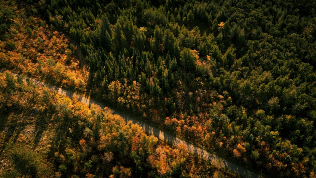 Aerial view of a forest in Denmark during autumn with vibrant tree colors.